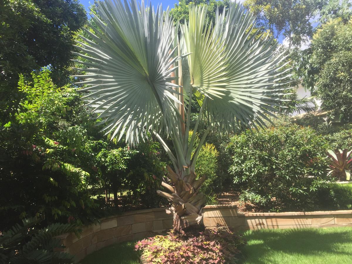 Balmoral Queenslander Brisbane Exterior photo